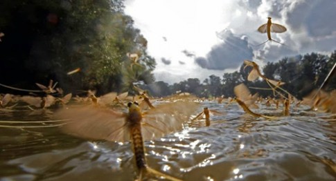 Khung cảnh thần tiên sông Tisza mùa giao phối 