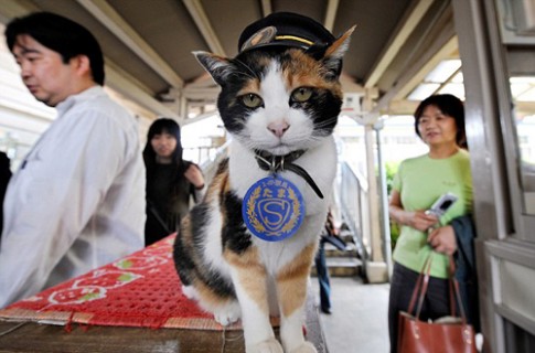 Nhật Bản bổ nhiệm mèo làm trưởng ga tàu