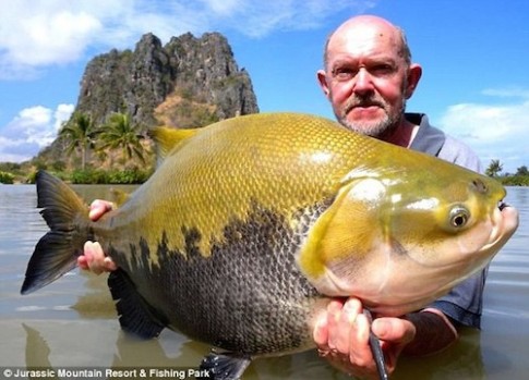 Những con cá nặng hơn 80 kg trong hồ nước Thái Lan