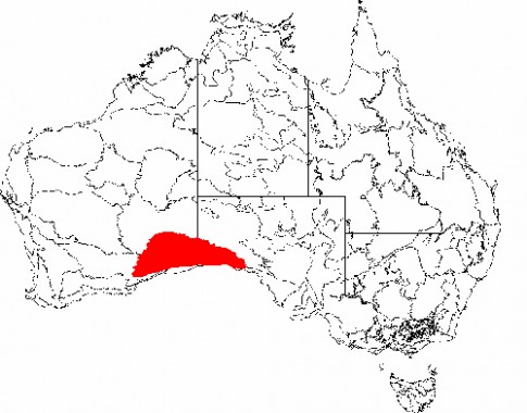 Những vỉa đá khổng lồ ở Australia
