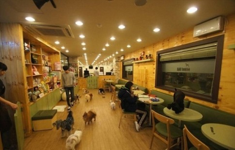 Quán cà phê cún hấp dẫn khách tại Hàn Quốc