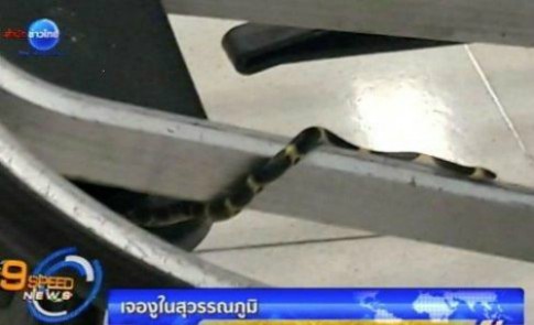 Sân bay Bangkok xin lỗi vì rắn xuất hiện trên xe đẩy hành lý