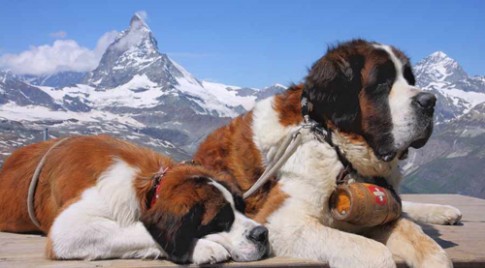 Thụy Sĩ cấm chụp ảnh ‘tự sướng’ cùng chó