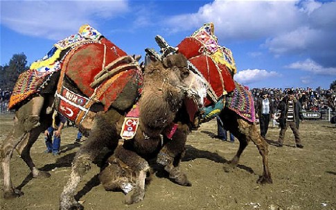 Xem đấu vật lạc đà ở Thổ Nhĩ Kỳ