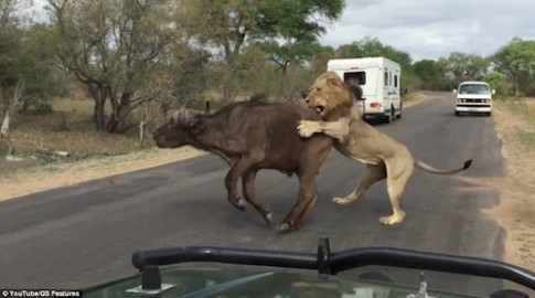 Sư tử tấn công mồi ngay trước mặt du khách ở Nam Phi
