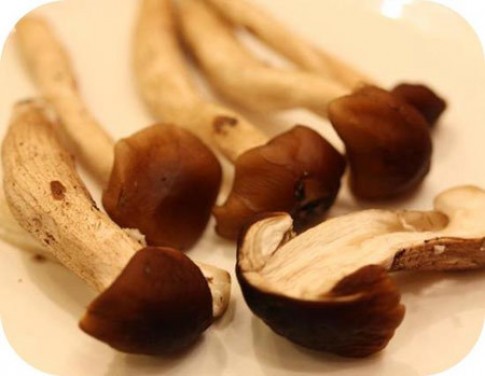 24 loại nấm bổ dưỡng tại Muru