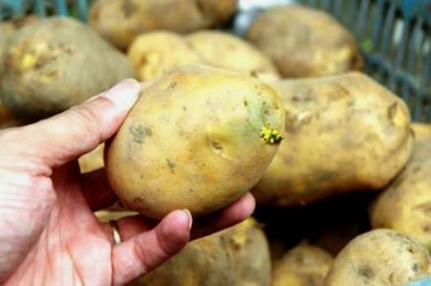 Ăn khoai tây mọc mầm dễ bị ngộ độc