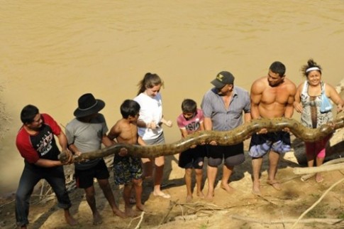 Giải cứu trăn Anaconda khổng lồ lạc trong khu nghỉ dưỡng