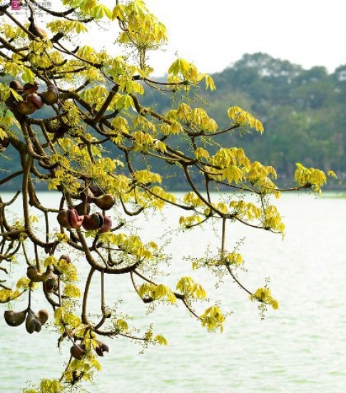 Hồ Gươm nên thơ mùa hoa mõ nở