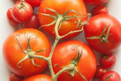 Tại sao không nên cho cà chua vào tủ lạnh