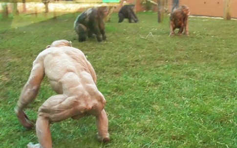 Tinh tinh trụi lông đánh nhau trong vườn thú ở Anh