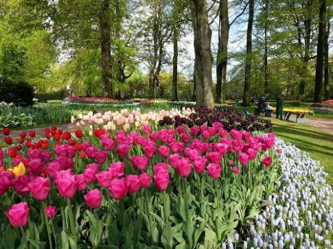 Vườn hoa xuân lớn nhất Hà Lan sắp mở cửa