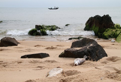 Cá chết khiến du lịch biển Bắc Trung Bộ ‘ngồi trên đống lửa’