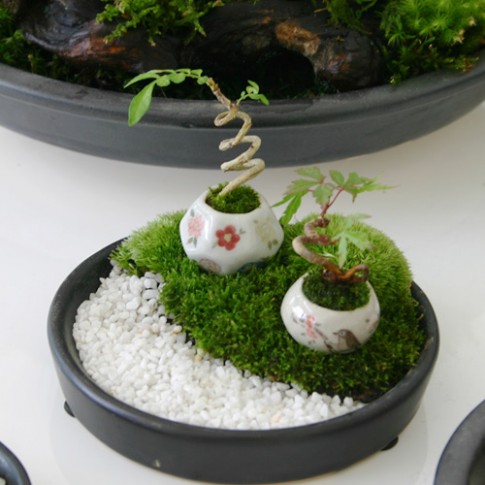 Bonsai siêu nhỏ 3cm dễ thương cho bàn trà