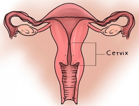 Dù chưa từng nhìn thấy cổ tử cung, nhưng đây là 10 điều bạn cần biết