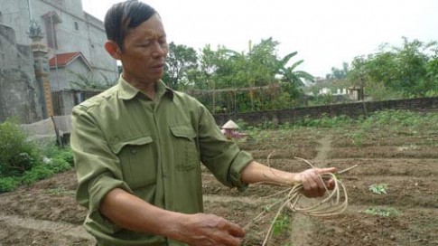 Hoa bìm bịp rực sắc tím vùng quê