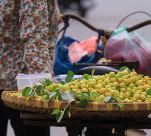 Táo ta đầu mùa giá 30.000 đồng/kg