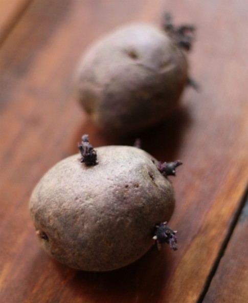 Trồng khoai tây ‘siêu tốc’ từ củ mọc mầm