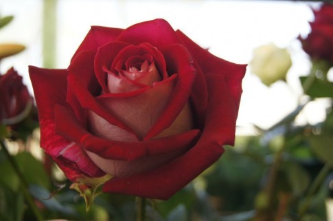 Những loài hoa hồng “thống trị” thế giới (phần 2)