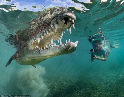 Ảnh: Cô gái xinh đẹp mạo hiểm lặn cùng cá sấu khổng lồ