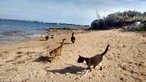 Khám phá hòn đảo mèo đông gấp 10 lần người