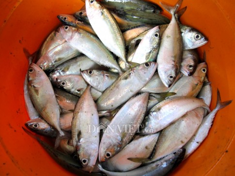 Về Rạch Giá thưởng thức cá ba thú nấu canh dưa cải
