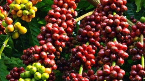 Đắk Lắk mạnh tay chi 20 tỷ đồng cho lễ hội cà phê 2015
