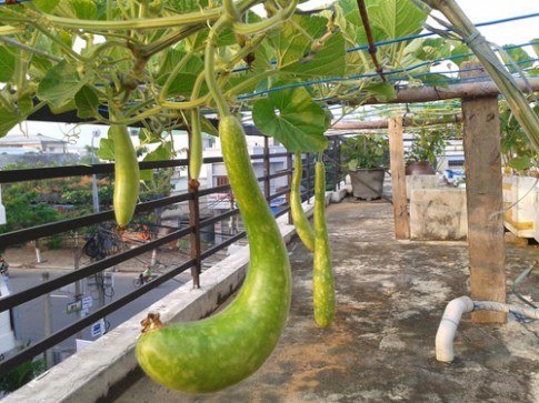 Gia đình bác sĩ ở Đà Nẵng gây sốt khi chia sẻ cách trồng rau sạch