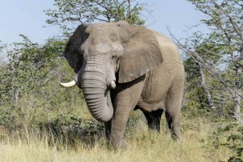 Nữ du khách bị voi dẫm chết trong công viên Ấn Độ	