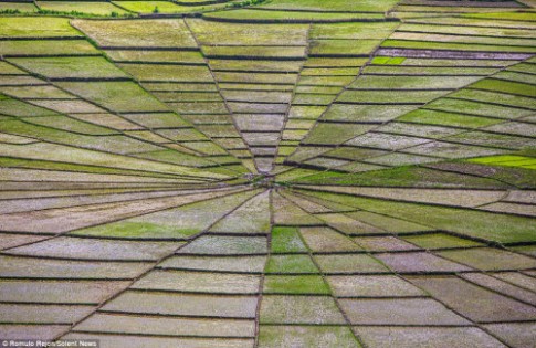 Vẻ đẹp độc đáo của cánh đồng hình lưới nhện ở Indonesia