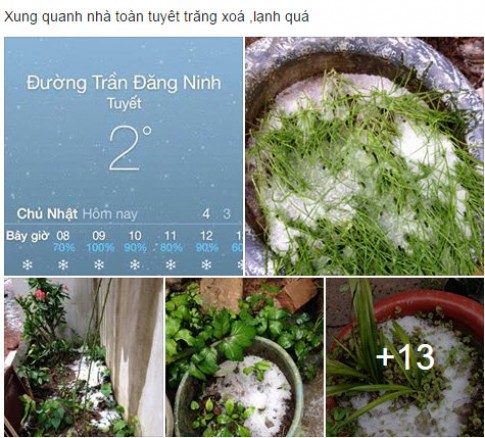 3 bước cứu cây hoa, rau sạch sống sót qua ngày băng tuyết