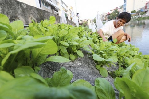 Dân Thủ đô tự trồng rau sạch kiểu “cao nguyên đá”