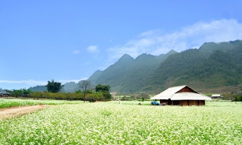 Những điểm ngắm hoa cải trắng tuyệt đẹp ở Mộc Châu