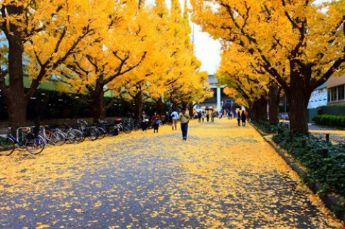 Đẹp mê say mùa lá vàng ở Nhật Bản