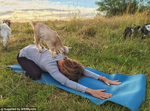Phụ nữ nước Anh phát cuồng vì bộ môn Yoga cùng động vật