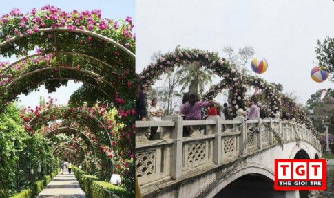 5 lễ hội hoa ở Hà Nội được quảng cáo hoành tráng nhưng gây thất vọng lớn