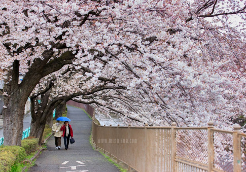 Hoa anh đào đang nở rộ cực lung linh tại Nhật Bản