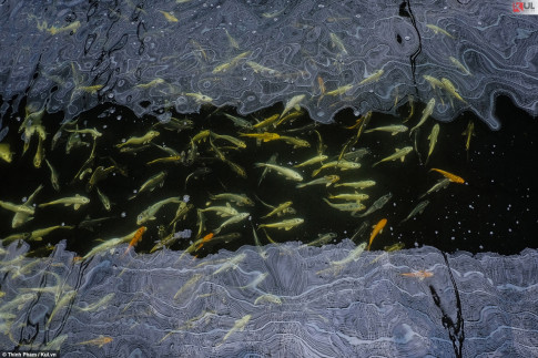 Không cần đi đâu xa, bạn vẫn có thể ngắm cá Koi Nhật Bản ngay tại Sài Gòn