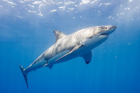Kinh hoàng cá mập trắng dài 4 mét ‘truy sát’ người lướt sóng