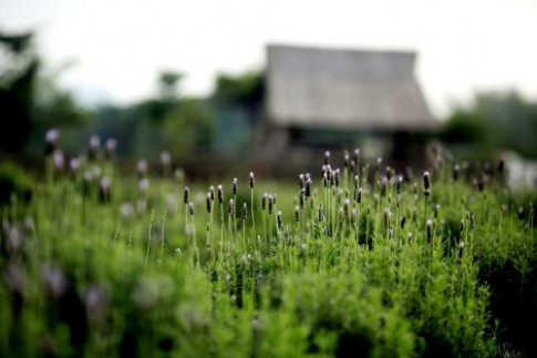 Lạc trôi giữa cánh đồng hoa lavender lần đầu tiên xuất hiện tại Hà Nội