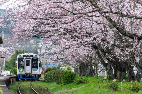 Lịm tim trước đường hầm hoa Anh Đào chỉ xuất hiện 7 ngày trong năm tại Nhật Bản