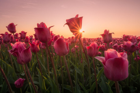 Mãn nhãn với cánh đồng hoa tulip tuyệt đẹp ở Hà Lan