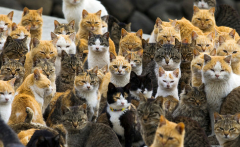 Những tín đồ yêu mèo sẽ phát cuồng vì hòn đảo này tại Nhật Bản