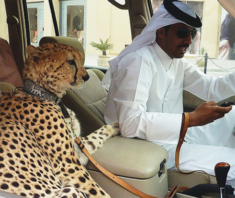  Kiểu giao thông chỉ có ở Dubai 