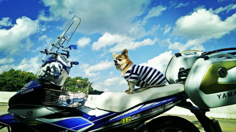 Bộ ảnh chú cún đáng yêu đi phượt trên chiếc Exciter 150 độ của biker nước bạn
