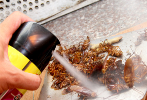 Những sai lầm chết người do xịt thuốc diệt côn trùng sai cách