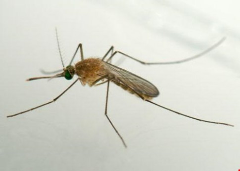Phát hiện thêm 20 loại muỗi mang virus Zika